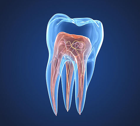 endodontie toulouse
